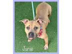 JANIE American Staffordshire Terrier Adult Female