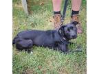 Duchess, Labrador Retriever For Adoption In Huntley, Illinois