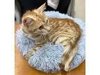 Yolo, Domestic Shorthair For Adoption In Athens, Tennessee