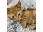 Fanta, Domestic Shorthair For Adoption In Athens, Tennessee
