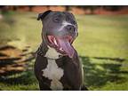 Junior #5, Staffordshire Bull Terrier For Adoption In Chandler, Arizona