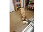 Golden Retriever Puppy for sale in Hazard, KY, USA