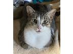 Joliet, Domestic Shorthair For Adoption In Lewistown, Pennsylvania