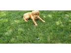 Golden Retriever Puppy for sale in Fort Wayne, IN, USA