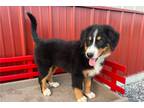 Mutt Puppy for sale in Tulsa, OK, USA