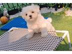 Maltese Puppy for sale in Springfield, MO, USA