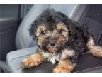 Yorkshire Terrier Puppy for sale in Wichita, KS, USA