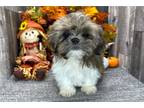 Shih Tzu Puppy for sale in Fort Wayne, IN, USA