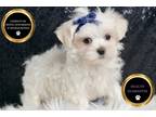 Maltese Puppy for sale in Fort Wayne, IN, USA