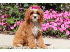 Cavapoo Puppy for sale in Canton, OH, USA