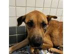 Adopt Ginger a Black Mouth Cur