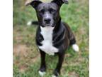 Adopt Ember a American Staffordshire Terrier