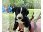 Border Collie PUPPY FOR SALE ADN-805641 - Border collies pup mom and dad both