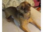Chihuahua PUPPY FOR SALE ADN-805916 - Daisy Mae