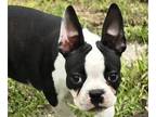 Boston Terrier PUPPY FOR SALE ADN-806030 - Cassidy VIDEO UPLOADED