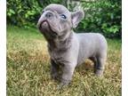 French Bulldog PUPPY FOR SALE ADN-806083 - AKC French Bulldogs Lilac Brind