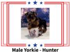 Yorkshire Terrier PUPPY FOR SALE ADN-806174 - Traditional Yorkie Male