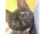 Adopt Frannie - beautiful torti @PAWZ pet cafe a Domestic Short Hair