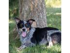 Adopt Katrina a Australian Cattle Dog / Blue Heeler