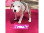 Adopt Mabel/Moxy pup 1 a Mixed Breed