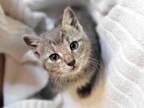 Adopt Brushed Nickel a Domestic Short Hair