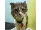 Adopt Warrior a Scottish Fold, Domestic Medium Hair