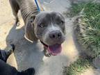 Adopt MOOSE a American Staffordshire Terrier, Mixed Breed