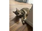 Adopt Paulie a Tabby, Domestic Short Hair