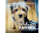 Adopt Banksy a Yorkshire Terrier