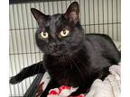 Kim K Domestic Shorthair Senior Female