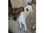 Sugar Jack Russell Terrier Young Female