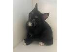 Shaggy Domestic Shorthair Kitten Male