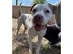 Chloe American Staffordshire Terrier Adult Female