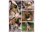 Dreama Mixed Breed (Medium) Female