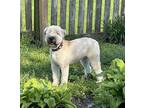 Quincy Wheaten Terrier Young Female