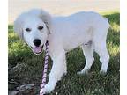 Coakley Great Pyrenees Puppy Male