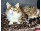 6195 (Lucy) Domestic Longhair Adult Female
