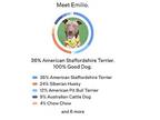 Emilio, American Staffordshire Terrier For Adoption In Burlingame, California