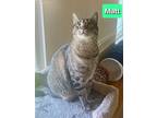 Matt, Domestic Shorthair For Adoption In Hamilton, New Jersey