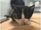 Enzo, Domestic Shorthair For Adoption In Oakland, California
