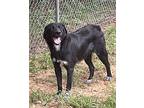 Buster, Labrador Retriever For Adoption In Heber Springs, Arkansas