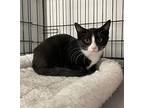 Peanut, Domestic Shorthair For Adoption In Huntington, New York