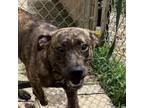 Adopt Jellybean 4548 a Mixed Breed