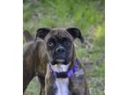 Adopt Sweets a Boxer