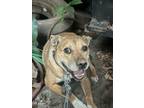 Adopt Victoria a Terrier, Mixed Breed