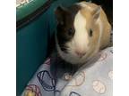 Adopt Giselle a Guinea Pig