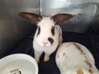 Adopt Cocoa a Bunny Rabbit