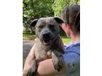 Adopt Roxy a American Staffordshire Terrier