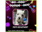 Adopt Poets Department a West Highland White Terrier / Westie