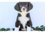 Aussiedoodle Puppy for sale in Moses Lake, WA, USA